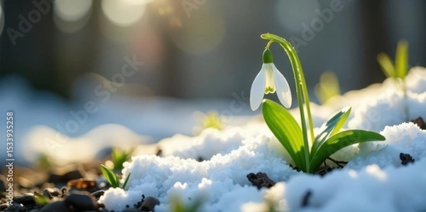 Obraz Delicate snowdrop emerges from melting snow, early spring forest , cold, innocence, natural
