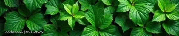 Obraz Dense, verdant foliage creates a textured green backdrop , design, vibrant green, shrub