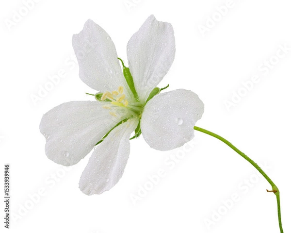 Fototapeta Wonderful white cranesbill with dewdrops in side view isolated on a white background, including clipping path.