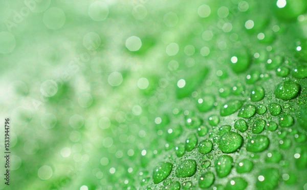 Fototapeta Water Droplets on Green Leaf. Macro with Bokeh Light Background. Copy space. Stock photo.