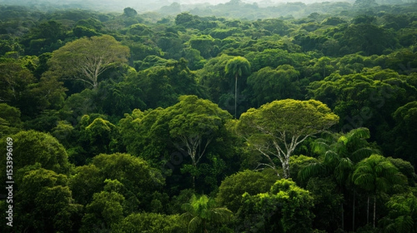 Fototapeta Amazonian Forest of trees background 2025