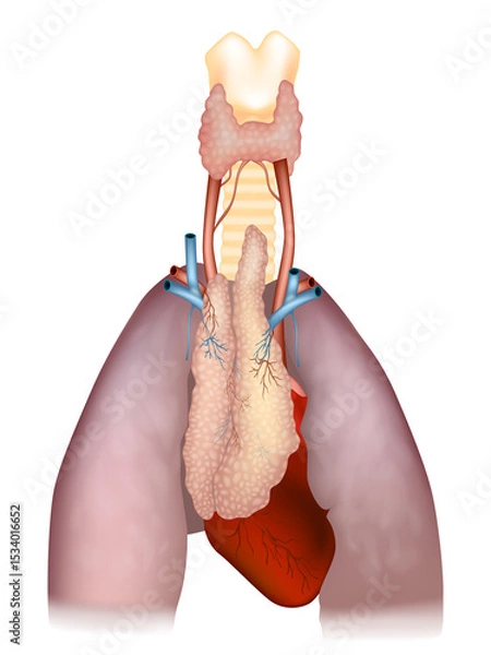 Obraz Detailed Anatomical Diagram of Thymus, Heart, and Lungs. Human Thymus Anatomy with Surrounding Organs and Blood Vessels