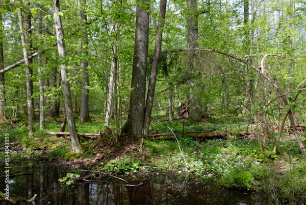 Obraz Springtime alder-bog sunny forest with standing water