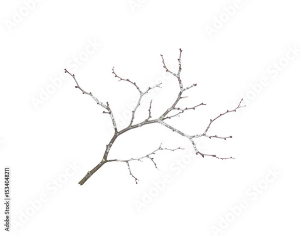 Fototapeta Bare Branch with Budding Tips and Lichen Patches Isolated on Black