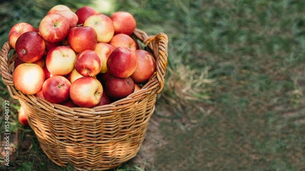 Fototapeta Wicker basket filled with ripe red and yellow apples placed on grassy ground in natural outdoor setting