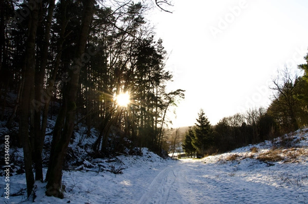Fototapeta Winterwald