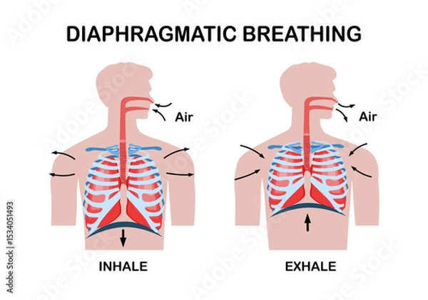 Obraz Inspiration and Expiration anatomical vector illustration diagram, educational medical scheme with lungs, diaphragm, rib cage and trachea.