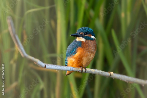 Obraz kingfisher 2