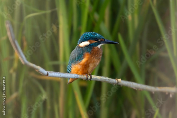 Obraz kingfisher 1