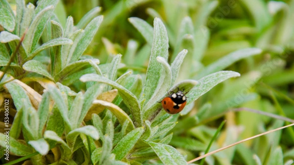 Fototapeta Marienkäfer