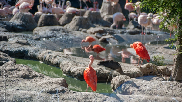 Fototapeta Flamingos