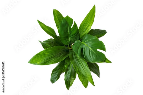 Fototapeta Lush green monstera plant top view isolated on transparent background