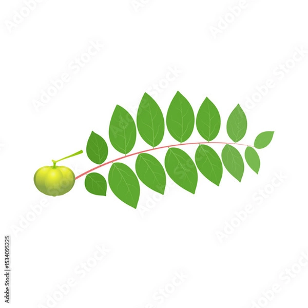 Obraz Vector illustration, a star gooseberry and leaves, EPS10 isolated on white background.