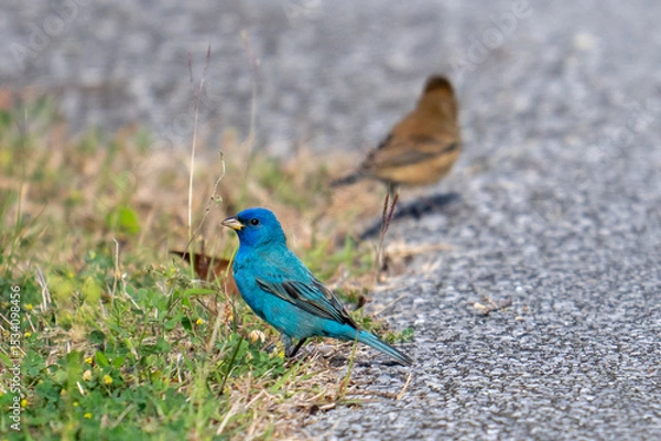 Obraz Indigo Buntings