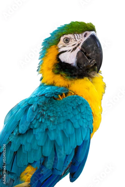Obraz Blue-and-yellow macaw, Ara ararauna, isolated on white background