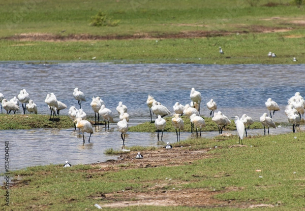 Fototapeta A group of birds are standing in the water