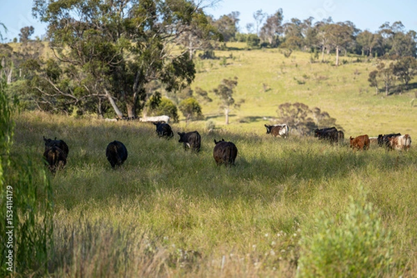 Obraz farming landscape Australian Farm with lush green native grass, cows in field, Landscape with Gum Trees. Vast Rural Properties and for the Sustainable Regenerative Farming in Australia