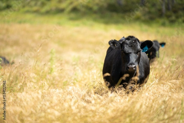 Obraz beautiful cattle in Australia  eating grass, grazing on pasture. Herd of cows free range beef being regenerative raised on an agricultural farm. Sustainable farming