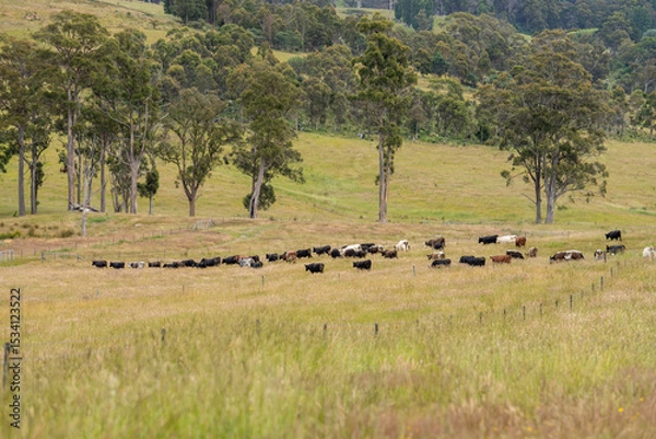 Obraz farming landscape Australian Farm with lush green native grass, cows in field, Landscape with Gum Trees. Vast Rural Properties and for the Sustainable Regenerative Farming in Australia
