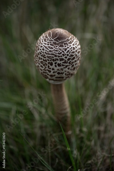 Obraz champignon coulemelle 