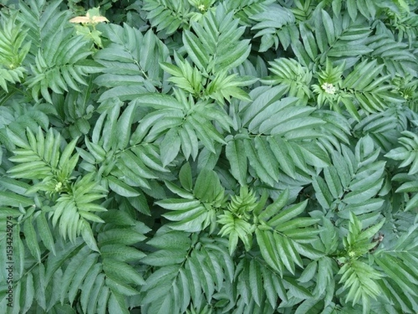 Obraz green leaves background