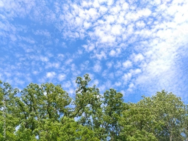 Obraz  forest in the summer 