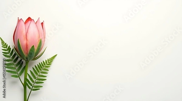 Obraz Graceful Protea on White