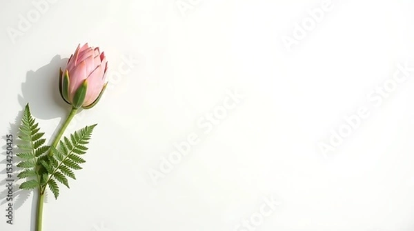 Obraz Graceful Protea on White