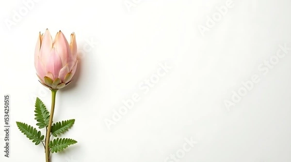 Obraz Graceful Protea on White