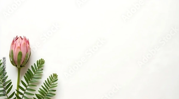 Obraz Graceful Protea on White