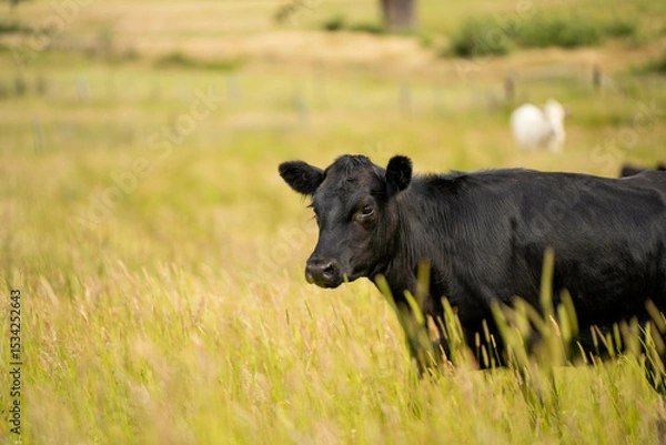 Obraz Green Pasture crop farm practicing Sustainable agriculture the Future of Regenerative Farming in Australia. Showcasing Healthy Land Management, Environmental Stewardship, and Thriving Rural Landscapes