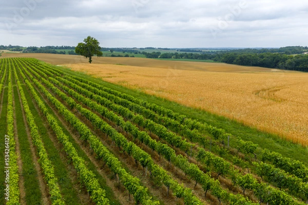 Obraz Vigne et blé jaune