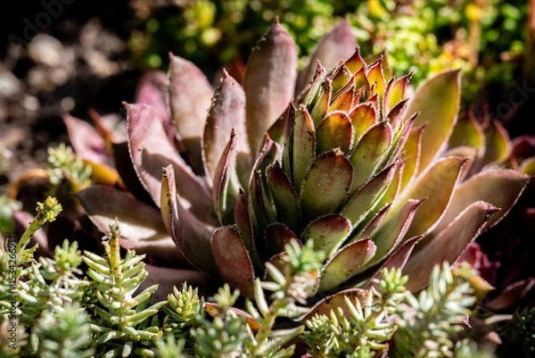 Fototapeta cactus in bloom