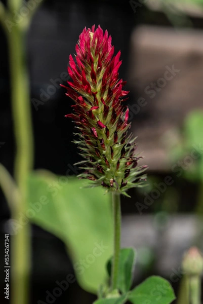 Fototapeta cactus in bloom