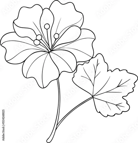 Obraz Geranium Flower Line Drawing Vector Art Design