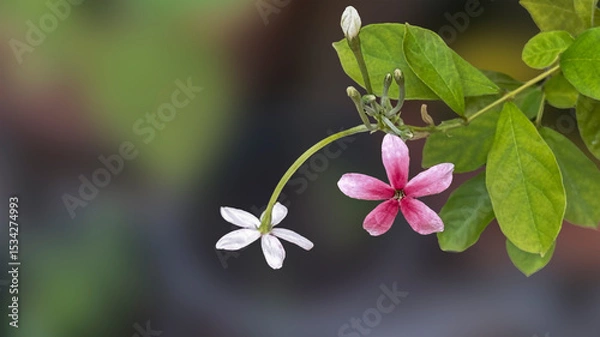 Obraz pink and white flowers, Fragrant flowers change color of Rangoon creeper