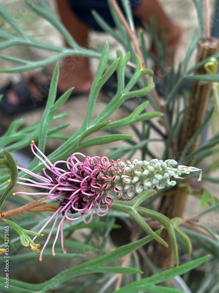 Obraz Close-up of a red and yellow flower growing on a branch, Grevillea ‘Spirit of Anzac’, Grevillea robusta, outhern silky oak, silky oak