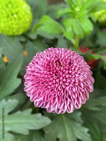 Obraz Colorful of Pom Pom Daisy in the garden.