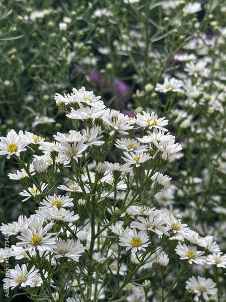 Obraz A close-up on a beautiful blooming dwarf pink alpine aster with daisy-shaped flowers forming a low clump or hedge in autumn.