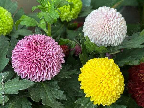Obraz Colorful of Pom Pom Daisy in the garden.