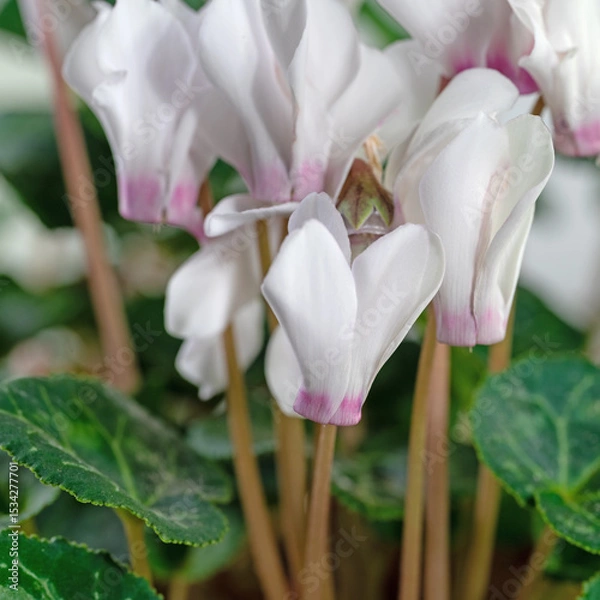 Obraz Zimmer-Alpenveilchen, Cyclamen persicum, mit weißen Blüten