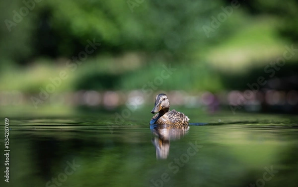 Fototapeta Young mallard duck swiming on the pond
