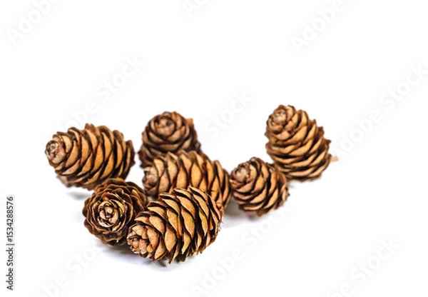 Obraz Reife Zapfen der Lärche, Larix, vor weißem Hintergrund