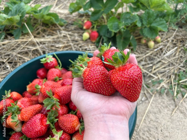 Fototapeta Hand holding freshly picked strawberries with basket and plants in background—ideal for content on harvest time, organic farming, or garden-to-table concepts.