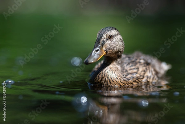 Fototapeta Close-up of young mallard duck swiming on the pond