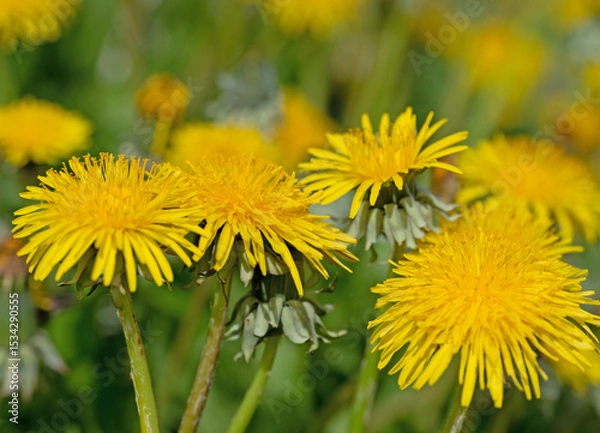 Obraz Blühender Löwenzahn,Taraxacum, im Frühling