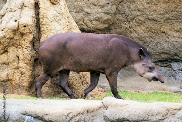 Obraz アメリカバク