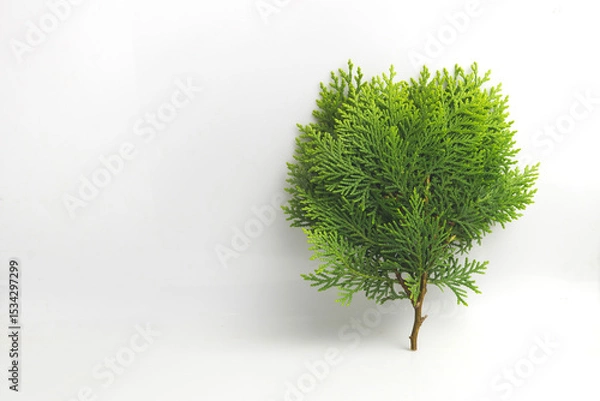Fototapeta Close-up of a lush green conifer branch, positioned on a pristine white background. Ideal for botanical, nature, or background design concepts.