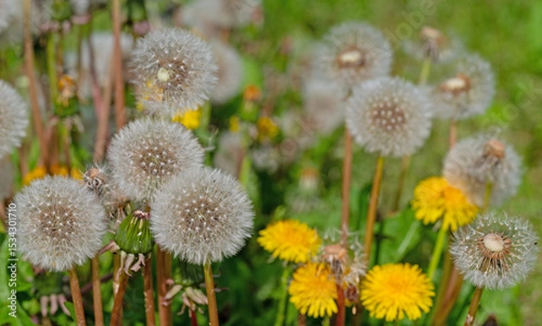 Obraz Verblühter samentragender Löwenzahn,Taraxacum