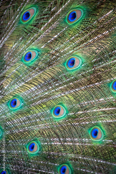 Fototapeta peacock feathers close up abstract 